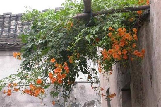 凌霄花的种植禁忌，霄花种在院子里风水好吗(有好有坏)