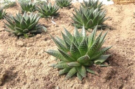 养多肉植物用什么土