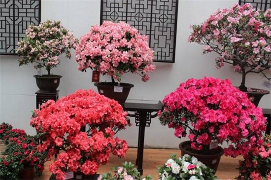 三角梅怎么养可以花开满树