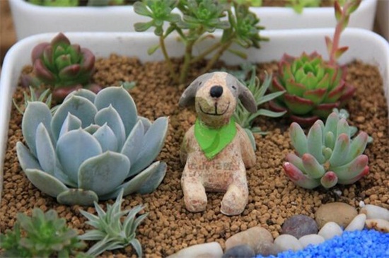 多肉植物怎么浇水