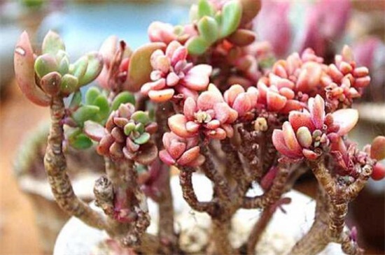 多肉植物怎么浇水