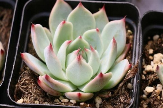 怎么养多肉植物