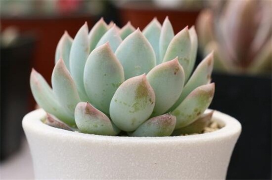 怎么养多肉植物
