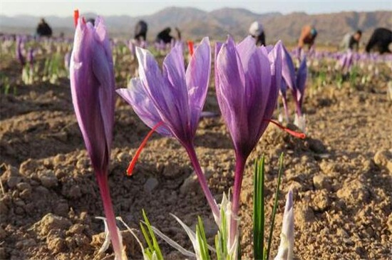 种植藏红花赚钱吗，一亩可赚5000～10000元钱