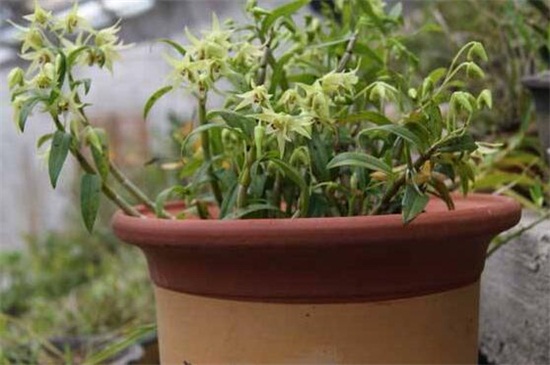 石斛兰开完花后怎么办