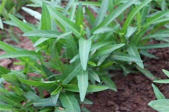 空心菜土壤种植方法