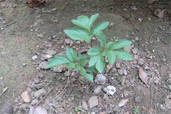 芍药几月份移栽