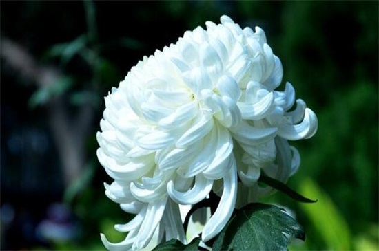 菊花图片