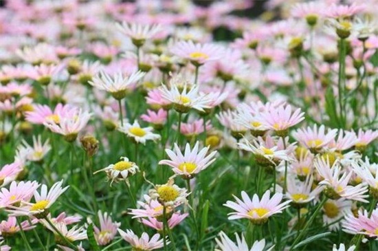 菊花图片