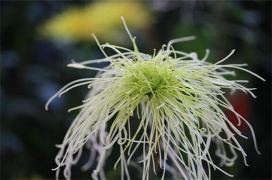 菊花图片