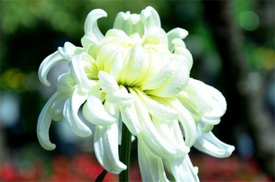 菊花图片