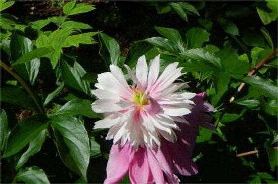 菊花图片