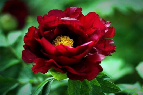 菊花图片