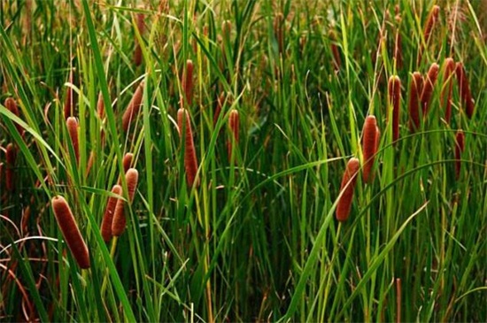 芦苇棒和蒲棒是一种吗