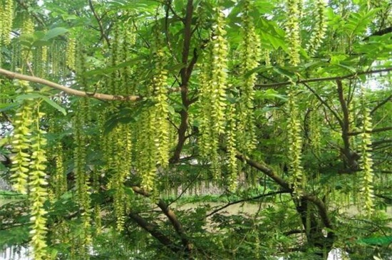 常见路边绿化植物，十大常见美化城市的花树