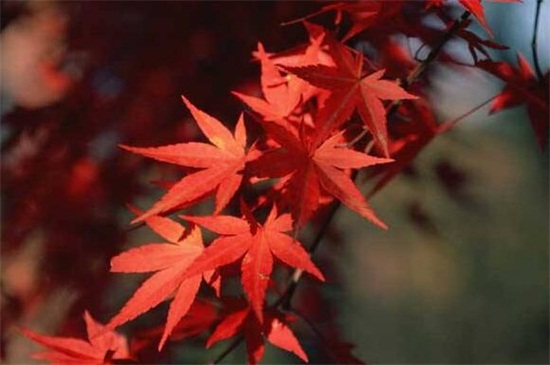 红枫盆栽种子种植方法，种子催芽选盆播种繁殖