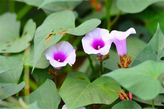 地瓜开花吗，夏秋季节会开花