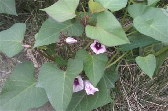 地瓜开花吗，夏秋季节会开花