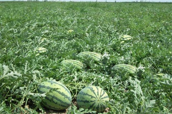露地西瓜种植管理技术，4个步骤种植美味的西瓜