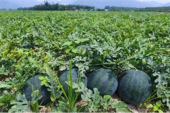 露地西瓜种植管理技术，4个步骤种植美味的西瓜