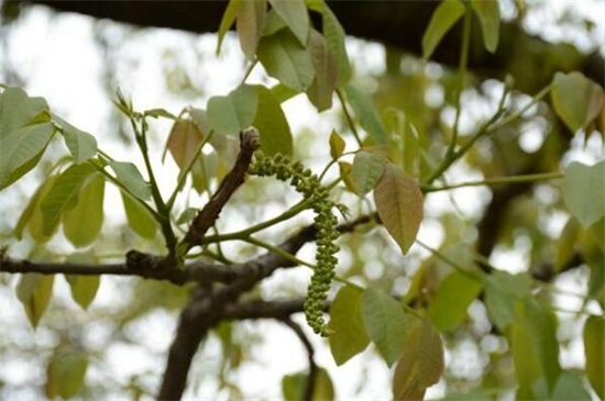 核桃树花前打什么药，氧化乐果预防蚜虫危害