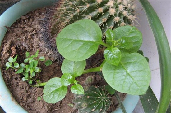 怎样采摘木耳菜的种子，木耳菜怎么留种子