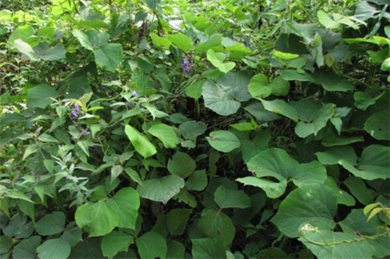 葛根是什么植物