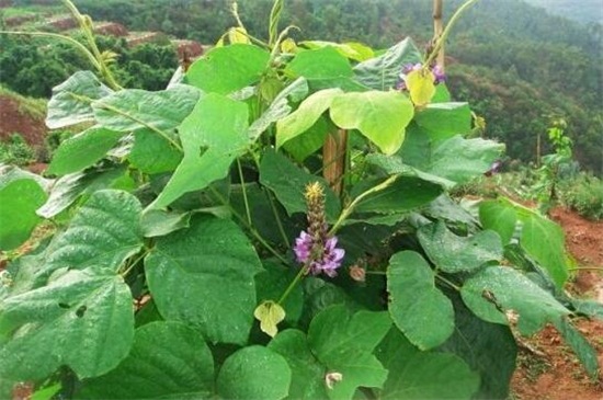 葛根是什么植物