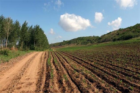 黄沙土适合种植什么