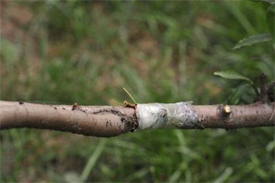 杏树嫁接月季方法，不是同属植物不能嫁接