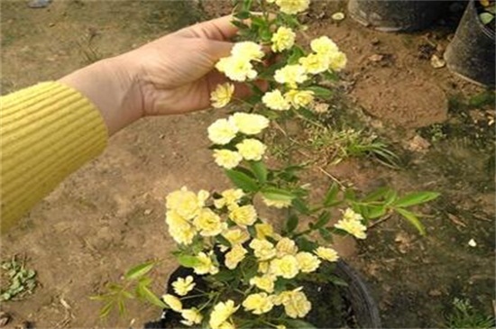 红木香花怎么种植，秋季摘枝栽植生根