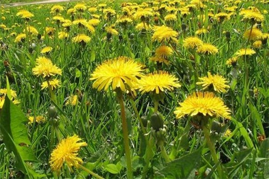 蒲公英挖根种植，4个步骤挖根种植根种植