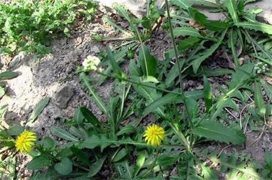 蒲公英挖根种植，4个步骤挖根种植根种植