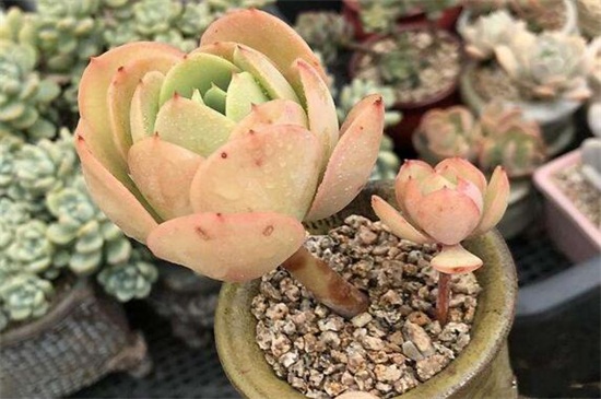多肉植物碧桃怎么养，碧桃开花后怎么养护