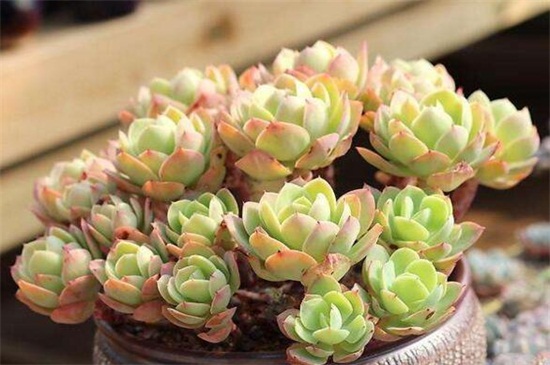 多肉植物碧桃怎么养，碧桃开花后怎么养护