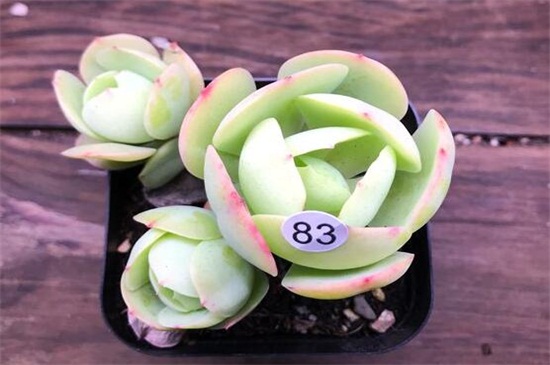 多肉植物碧桃怎么养，碧桃开花后怎么养护