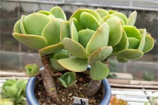 多肉植物碧桃怎么养，碧桃开花后怎么养护