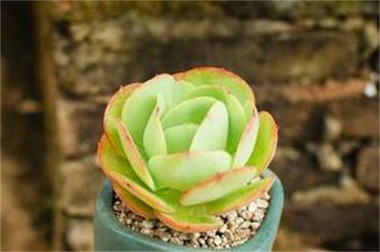多肉植物碧桃怎么养，碧桃开花后怎么养护