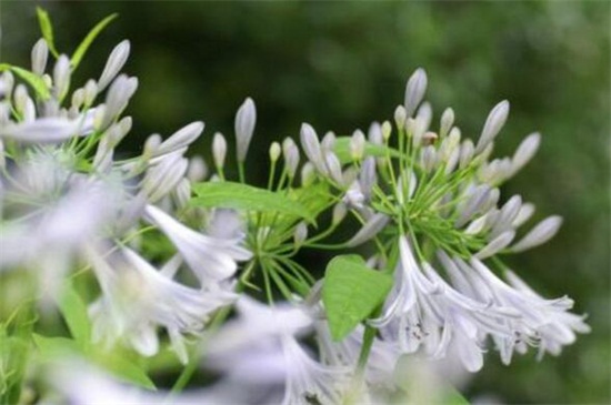 百子莲的花期，大概在7～8月时开花