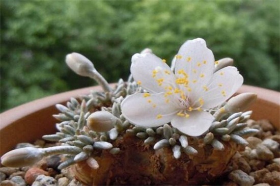 白花韧锦不开花怎么办，更换盆土补充光照