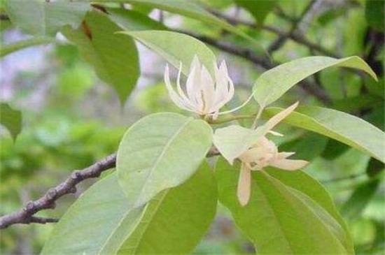 白兰花叶子发黑掉落怎么办，光照过强病虫防治