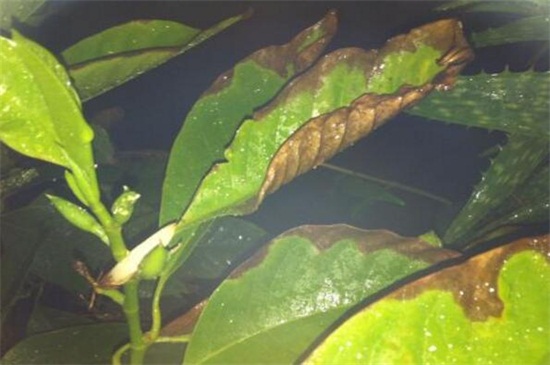 白兰花叶子发黑掉落怎么办，光照过强病虫防治