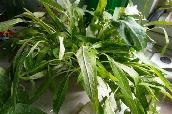 空心菜的阳台种植技巧，春季播种浇水采收管理