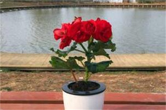 丽格海棠和四季海棠的区别，4种方法区分两者