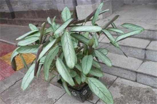 飞羽竹芋叶子打卷怎么办，防晒控温保暖细心养护