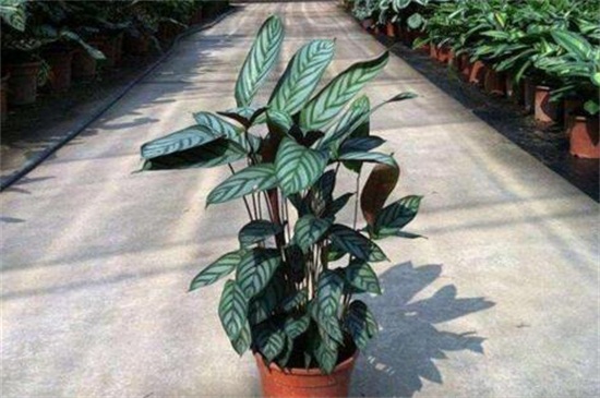 飞羽竹芋叶子打卷怎么办，防晒控温保暖细心养护