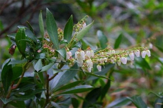 马醉木常见虫害及防治方法，蚜虫冲洗植株洒药防治