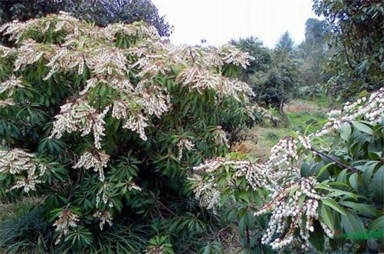 马醉木常见虫害及防治方法，蚜虫冲洗植株洒药防治