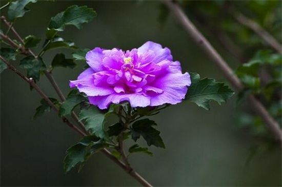 木槿花的花后处理，修剪枝条光照追肥