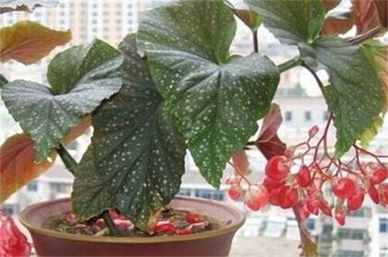 星点秋海棠的繁殖方法，常见四种不同繁殖方法